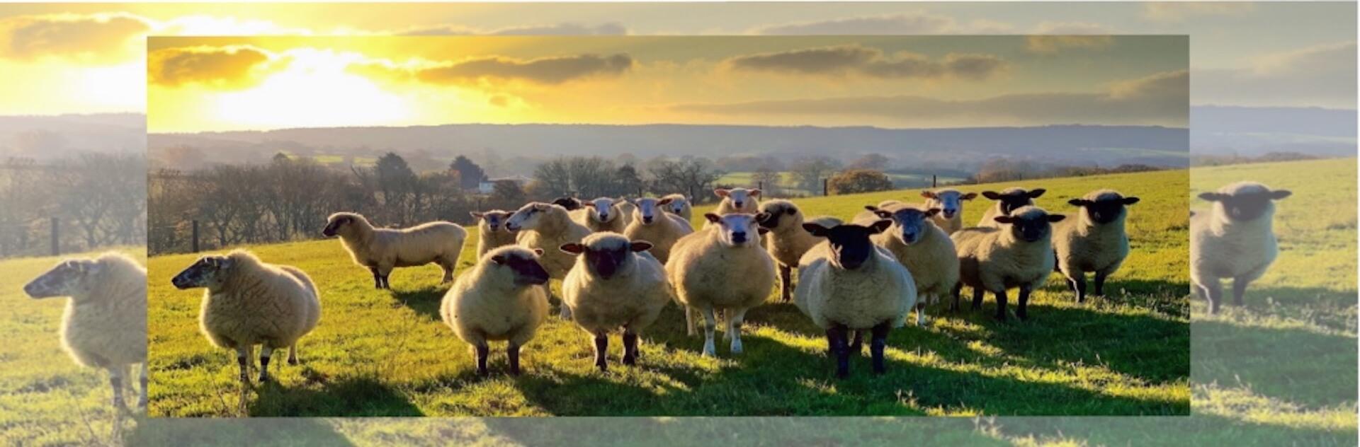 Sheep in Bickenhall